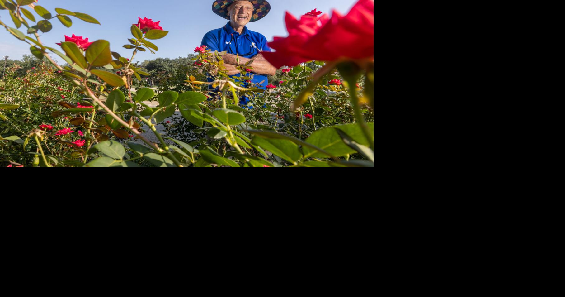 Knock Out roses are great garden additions. Prune them now. | Home ...