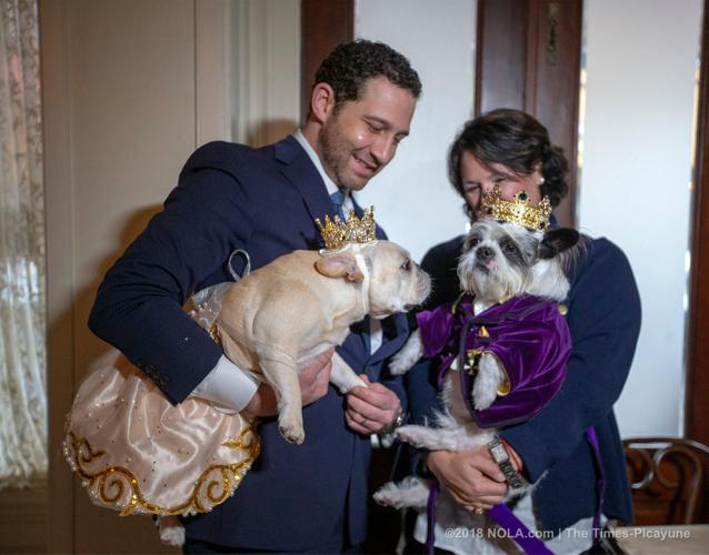 A lamb chop for Barkus royalty at Galatoire's in New Orleans, Hail