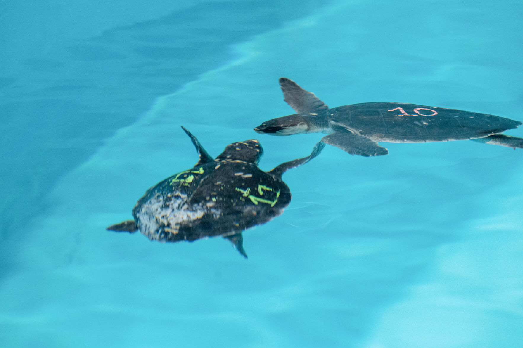 Watch: Sea turtles released in Gulf after rehab from cold ...