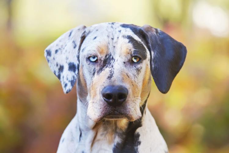 The portrait of Louisiana Catahoula Leopard dog at autumn background