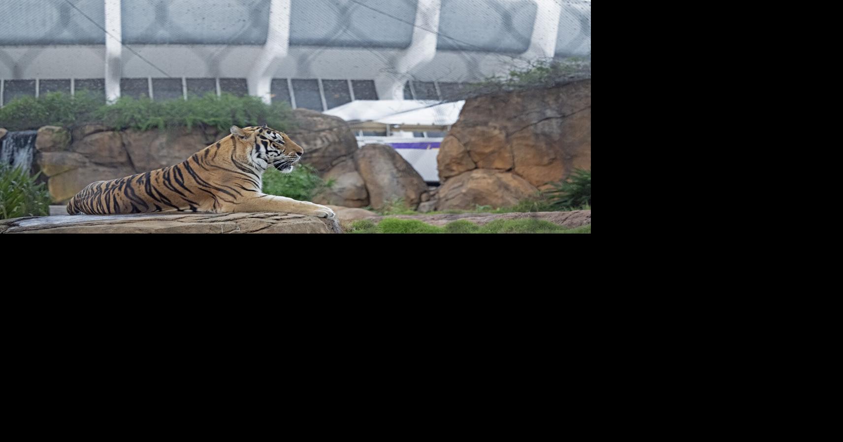 Our 1st glance at the tiger who will be at LSU-Alabama game | LSU ...