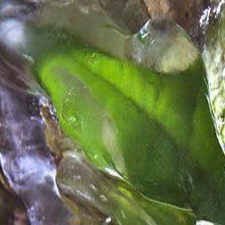 Dead Or Alive How To Tell If A Plant Survived The Freeze Home