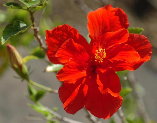 What's causing my hibiscus buds to drop off before opening? Dan Gill's
