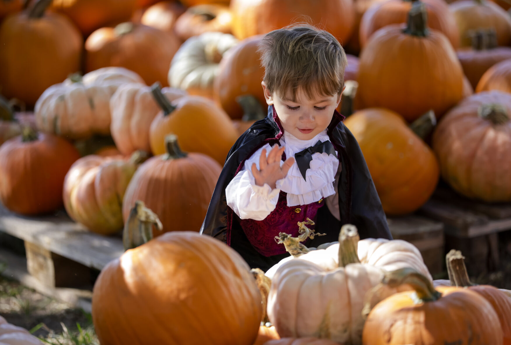 when does pumpkin patch end