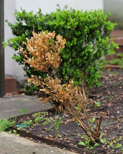These two boxwood diseases must be handled differently | Entertainment ...
