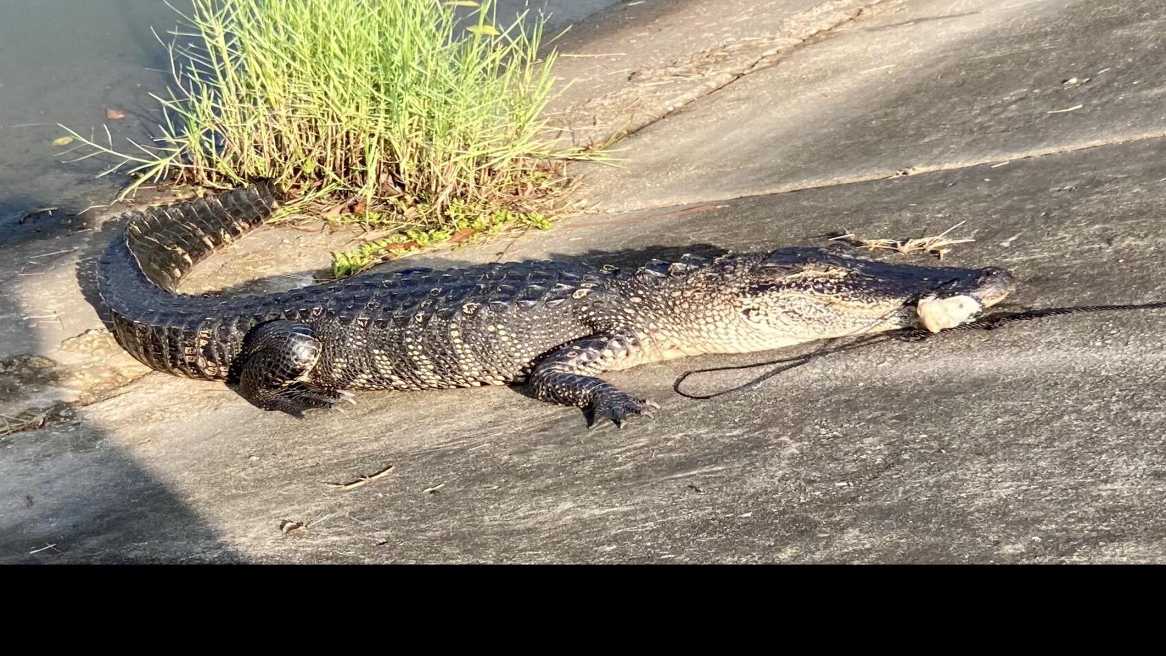 Traps that hook alligators on Bayou St. John spark confusion