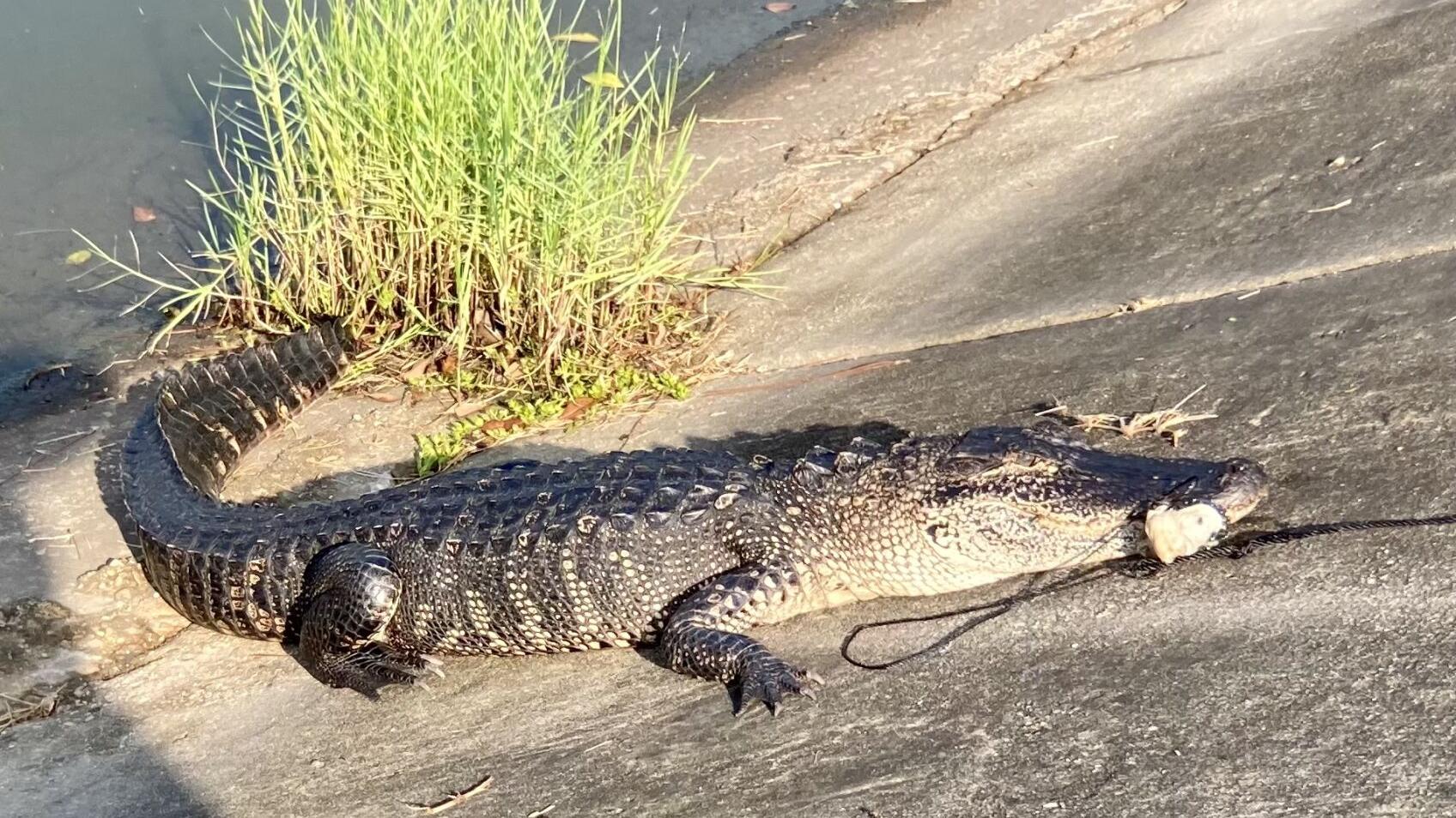 Traps that hook alligators on Bayou St. John spark confusion, outrage, Environment