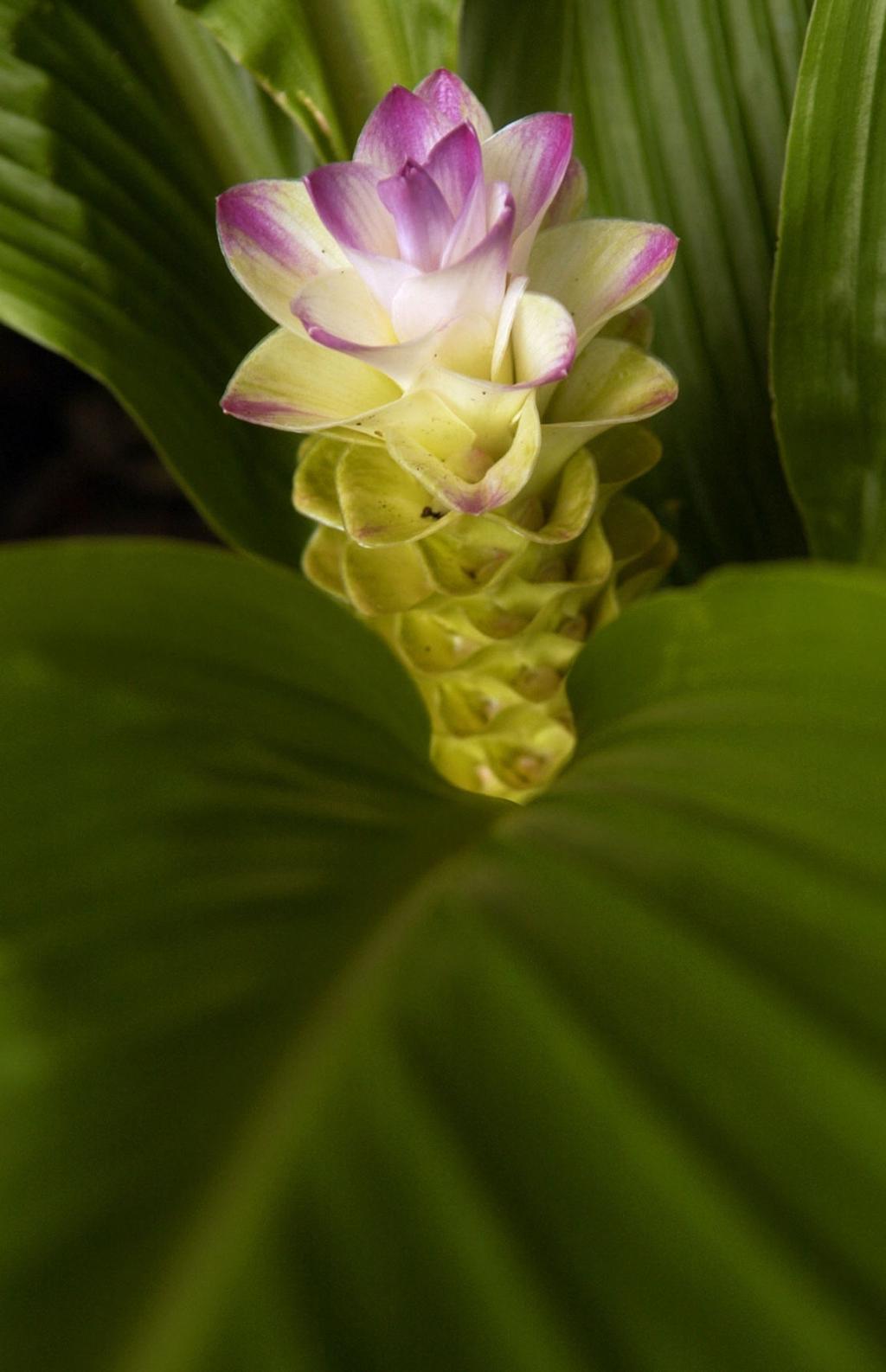 Bold Beautiful Ginger Stands Up To Summer S Double Punch Of Heat And Humidity Home Garden Nola Com