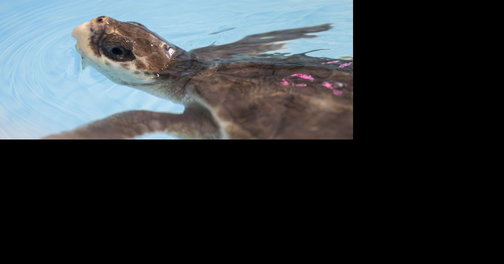 Endangered sea turtles flown to New Orleans to receive care | Photos ...