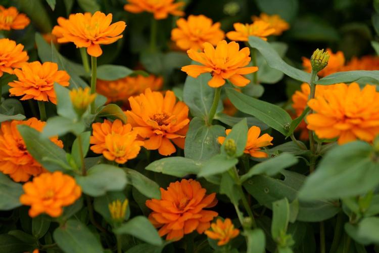 Spring Color Zinnia Here’s how to simplify spring plant shopping | Entertainment/Life ...