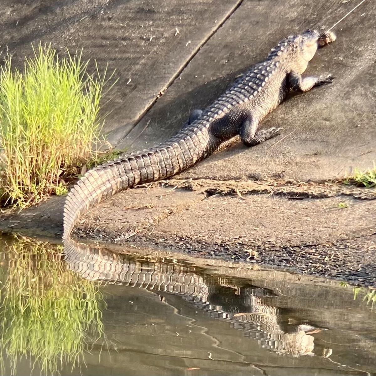 Alligator trapped in Bayou St. John