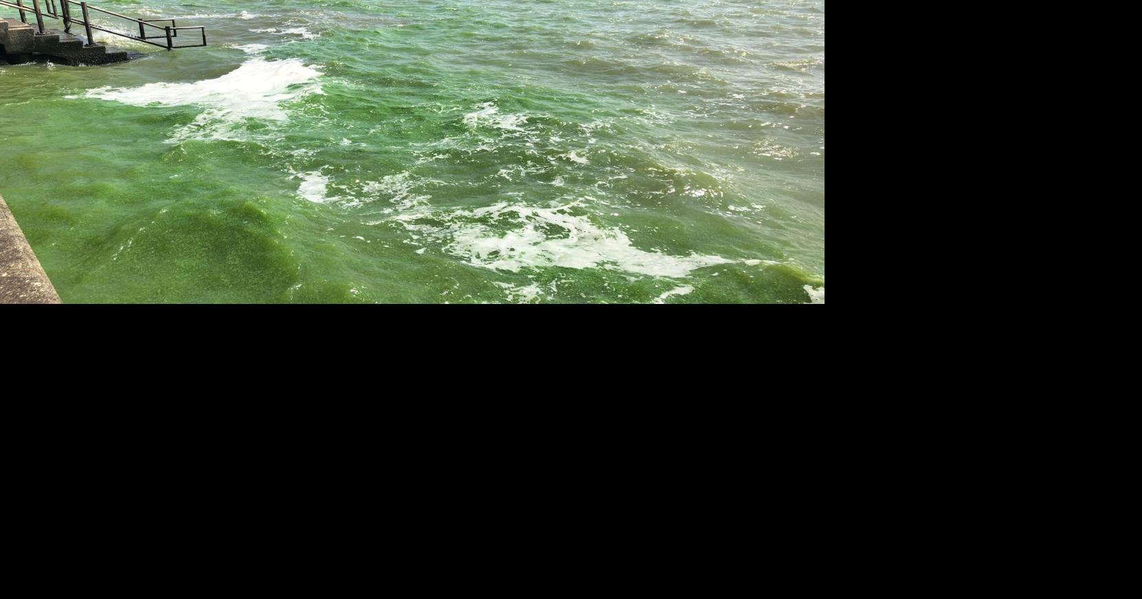 Algae seen on north, south sides of Lake Pontchartrain, a week after