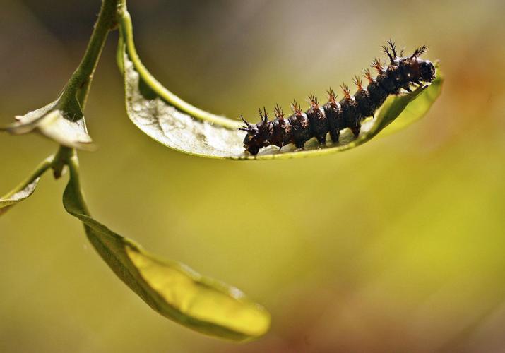 File Buck moth caterpillar