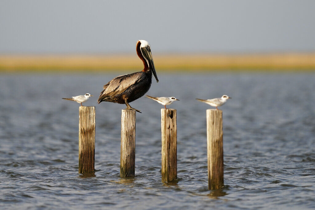 Louisiana Pelican – Malyn Grace