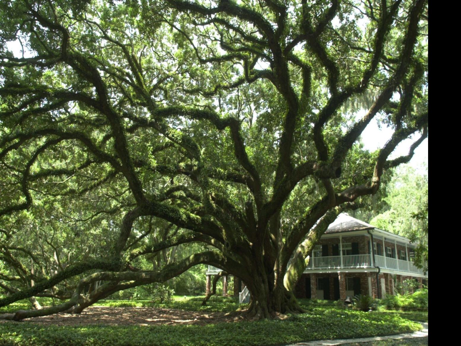Slidell residents to get free trees | St. Tammany community ...