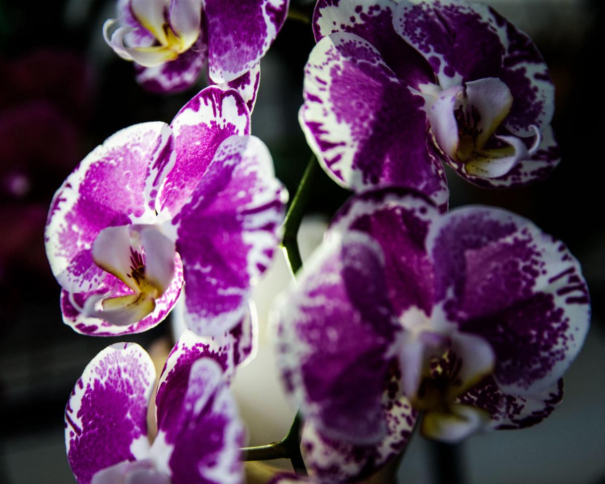 Catch Rare Beauties On Display At New Orleans Orchid Society Show This Weekend Home Garden Nola Com