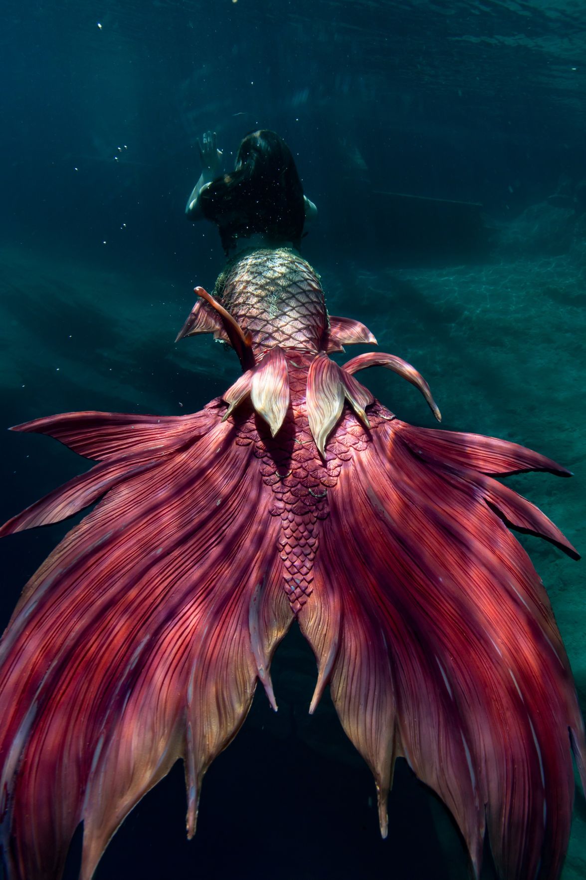 Watch: Real-life mermaids swim through tropical fish tank at