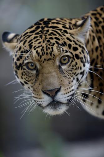 A guest column by Valerio, the Audubon Zoo's misunderstood jaguar: 'My bad'  | Keith Spera 