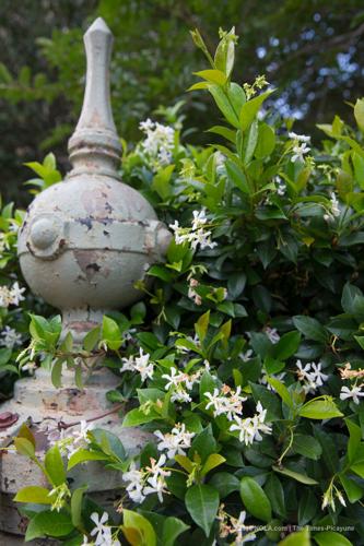 How to grow jasmine - Suttons Gardening Grow How