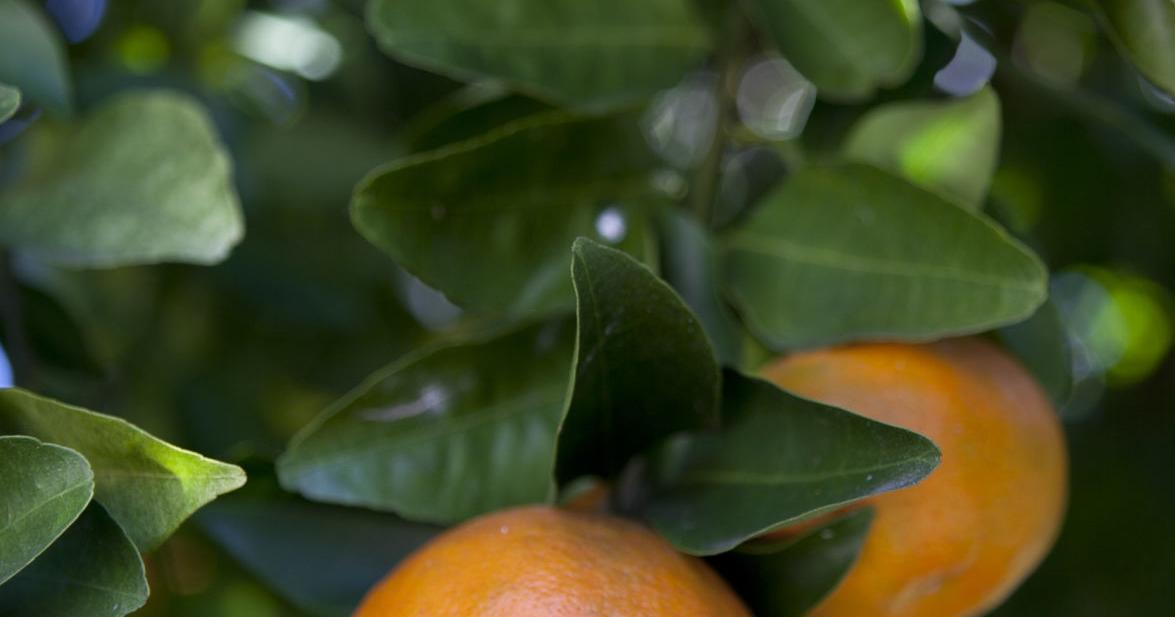 Citrus leaf miner insects damaged my satsuma and lemon trees. See Dan Gill's advice