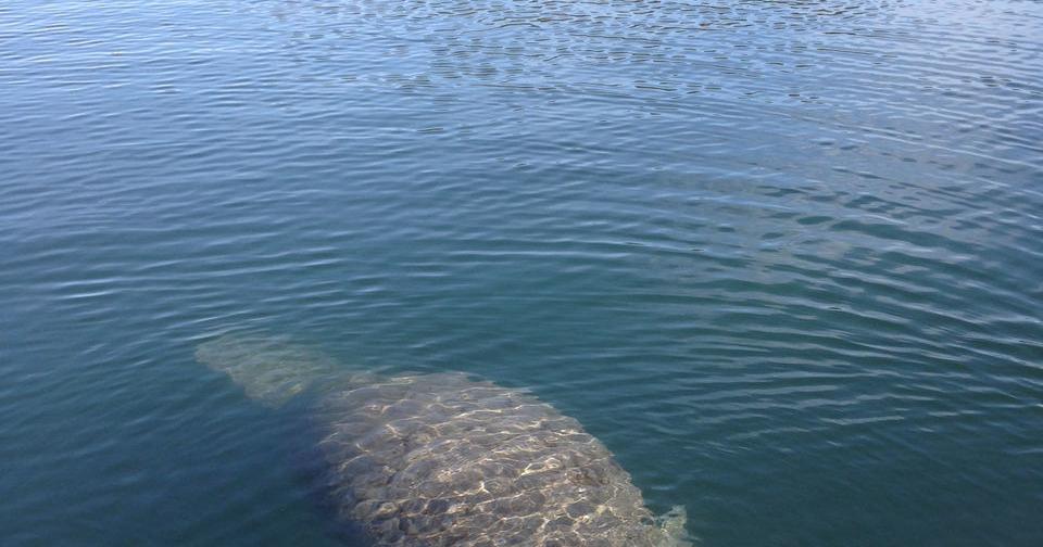 'Dude, we got a big manatee': Louisiana manatee sightings spur effort to relocate them