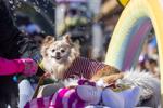 Barkus Parade 18.jpg