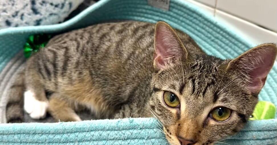 Meet Mystique! She is a cool cat with striking eyes and our pet of the week.