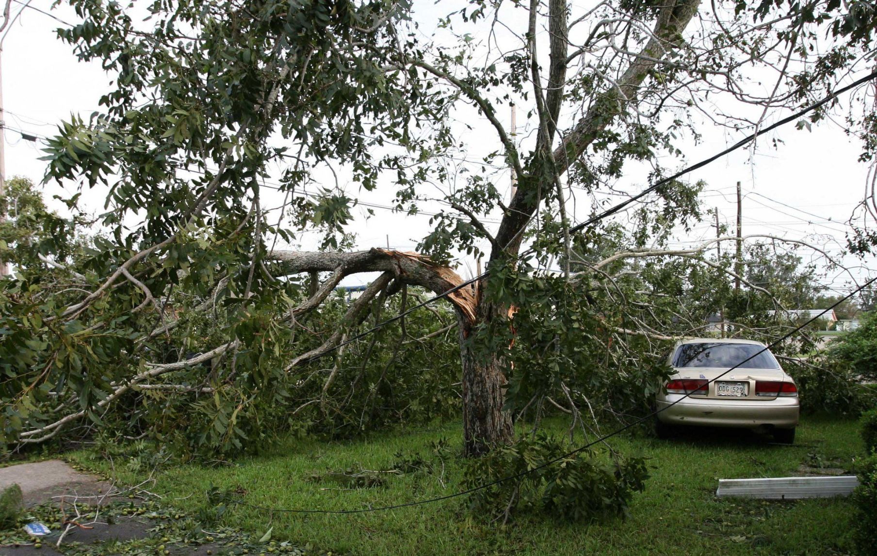 Grow your own pecans: essential planting tips for pecan trees