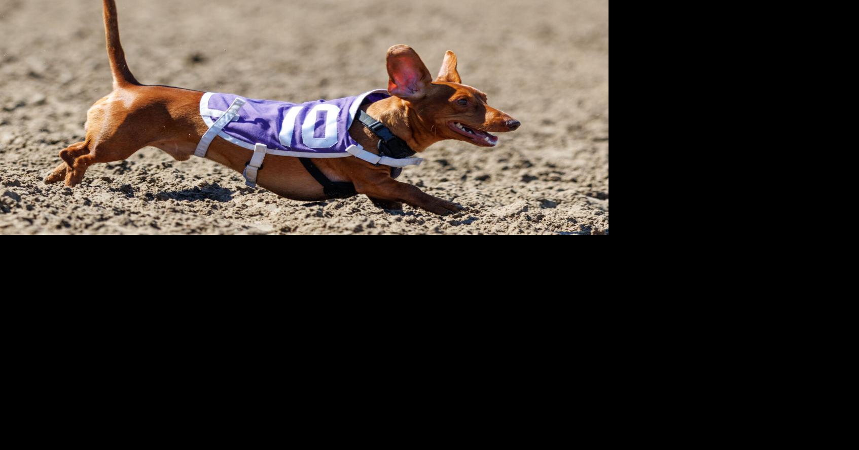 Photos: The Weiner takes it all at the Fair Grounds Race Course