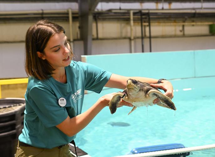 Audubon center offers life-saving care for endangered sea turtles ...
