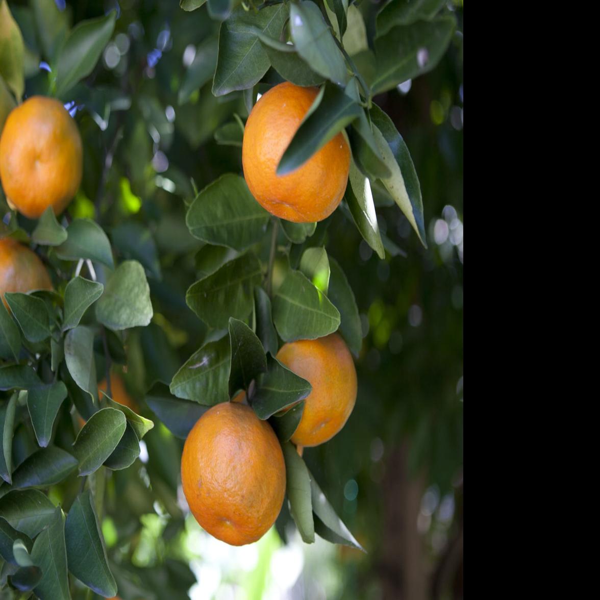 Digging In: When To Cover Citrus Trees Ahead Of A Freeze | Home/Garden |  Nola.com