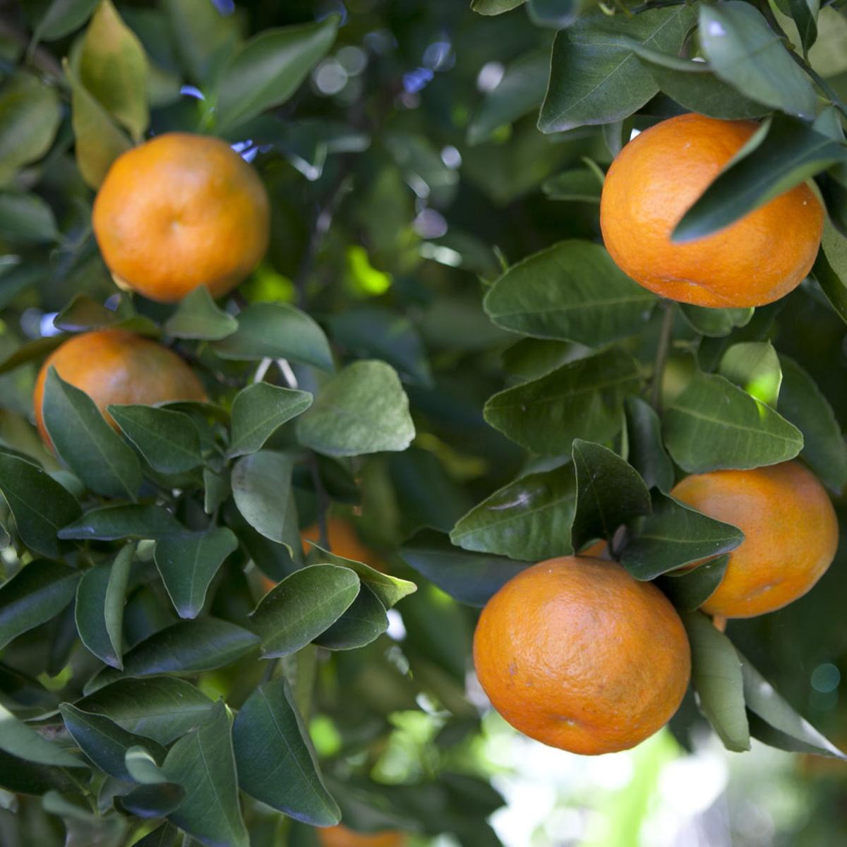 Digging In: When To Cover Citrus Trees Ahead Of A Freeze | Home/Garden |  Nola.com