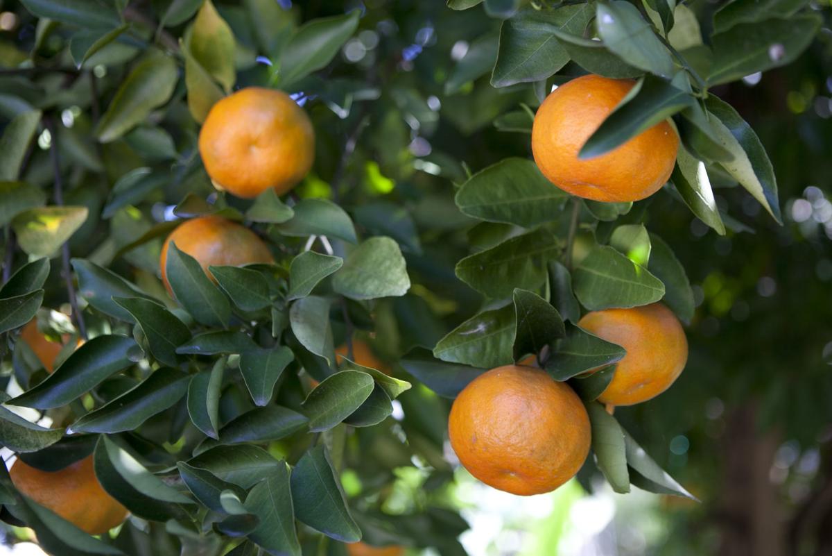 Digging In: When To Cover Citrus Trees Ahead Of A Freeze | Home/Garden |  Nola.com