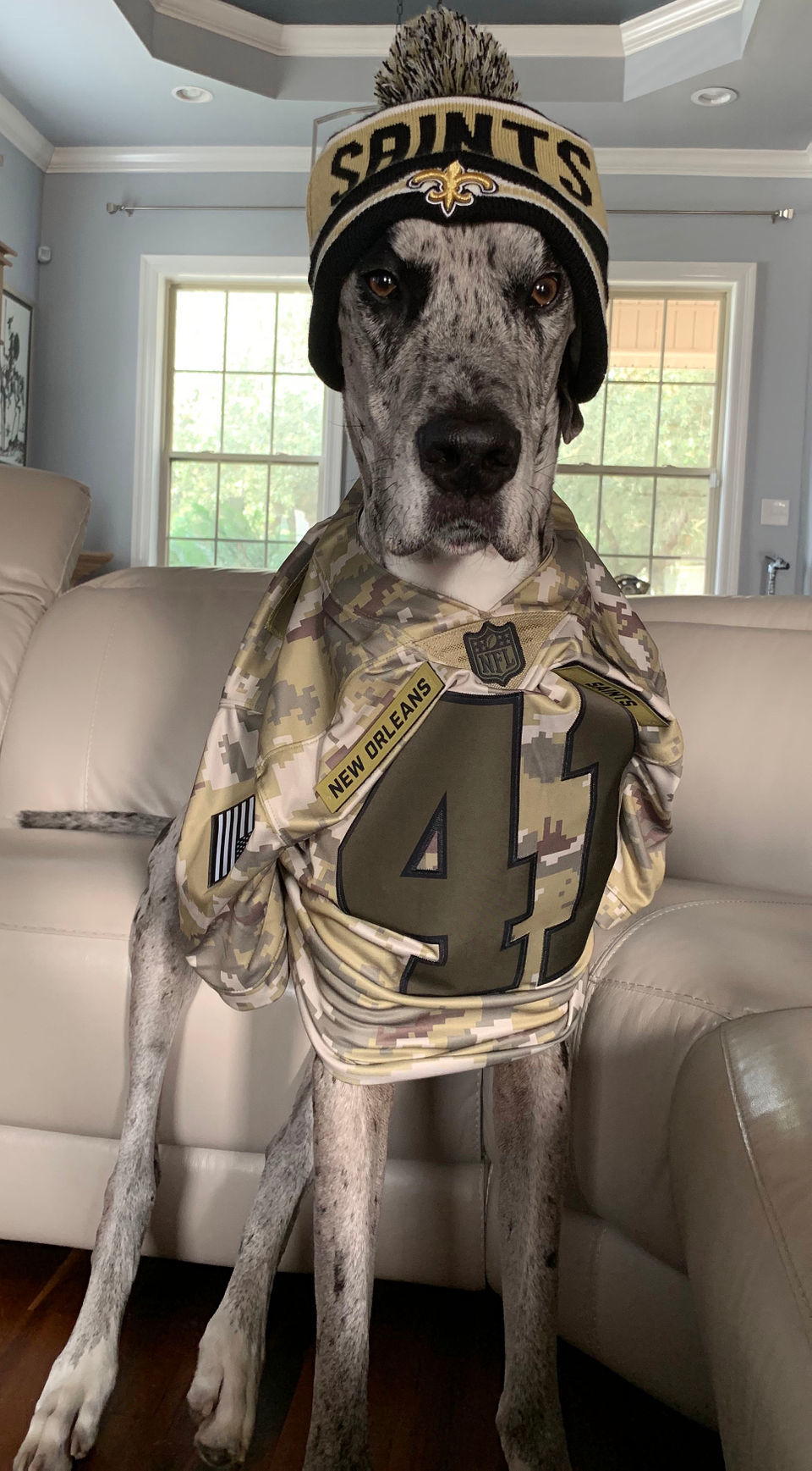 Who Dat dogs: See photos of New Orleans Saints' furry friends on National  Dog Day, Photos