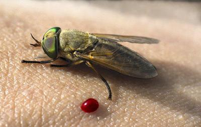 Biting horse flies are back, signaling Louisiana marsh's recovery from BP oil disaster