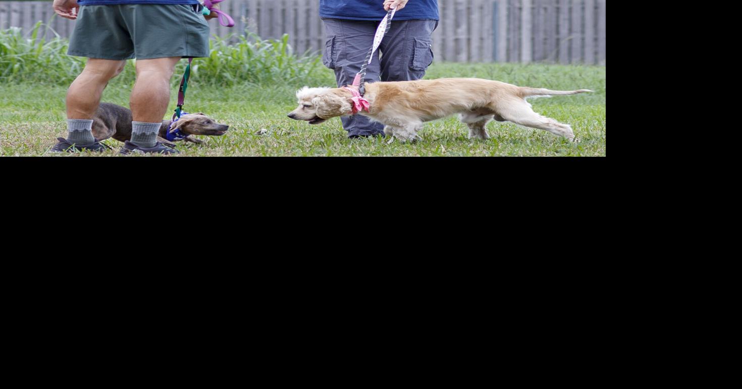 New Orleans animal shelters need the most help in the summertime. Here's what to know.
