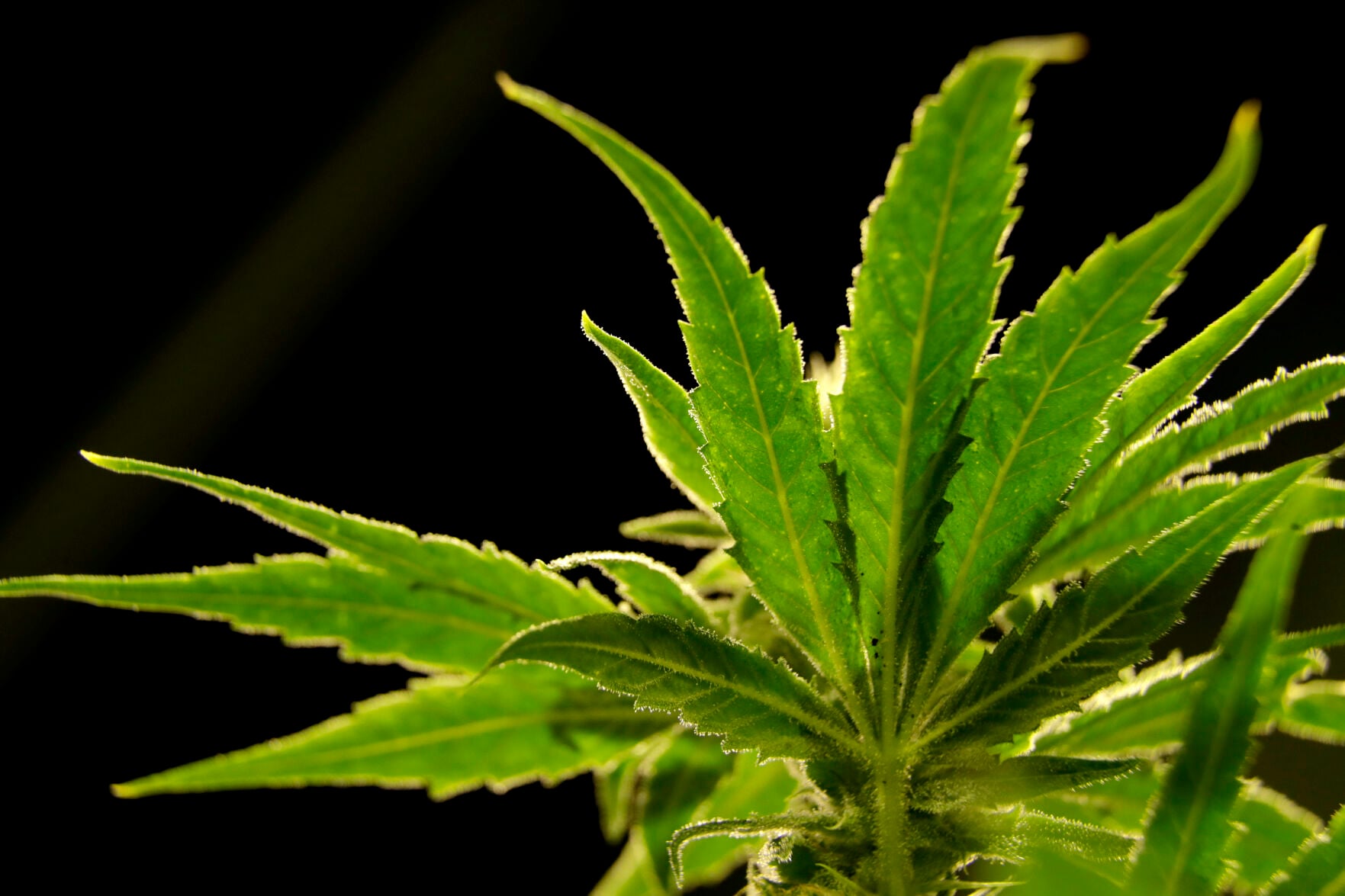 nola.com - Quin Hillyer - Quin Hillyer: Supreme Court rightly shoots down gun-marijuana law, wrongful arrest