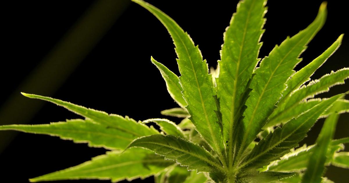 Quin Hillyer: Supreme Court rightly shoots down gun-marijuana law, wrongful arrest