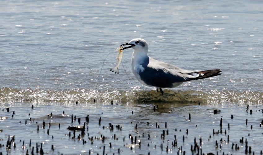 Wisner Trust to receive 30 million over 21 years from BP Environment