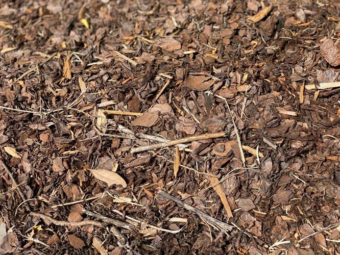 Proper mulch is the answer to garden's climate control Entertainment
