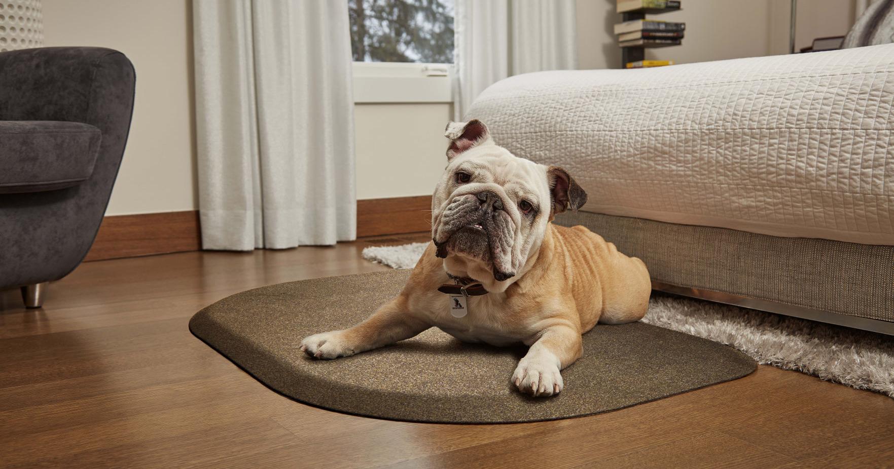 Vision problems in dogs can be more than just old age | Entertainment/Life - Vimarsana News