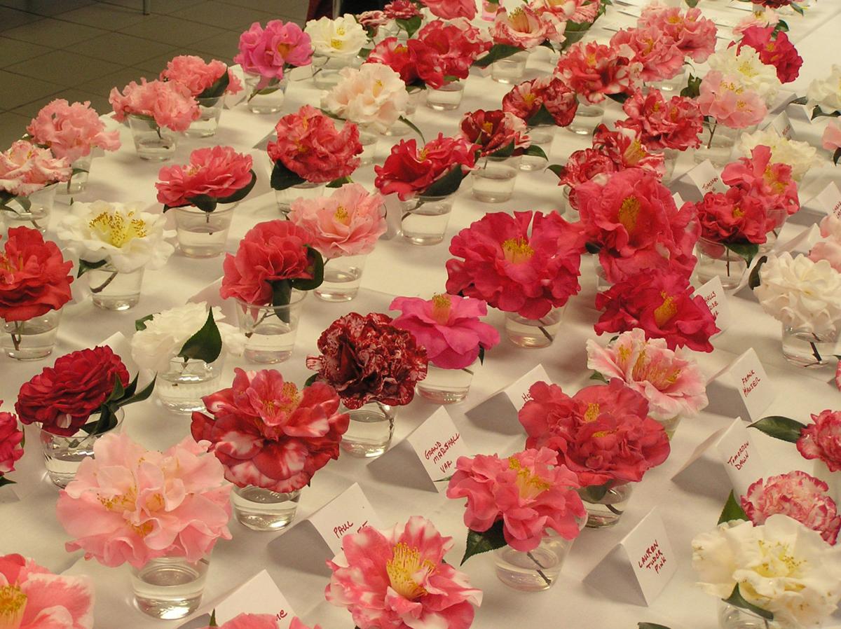Dan Gill Blooms Make It The Perfect Time To Choose And Plant Camellias In New Orleans Home Garden Nola Com