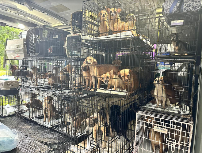 Zeus' Rescues saves about 100 dogs from Louisiana home | News | nola.com