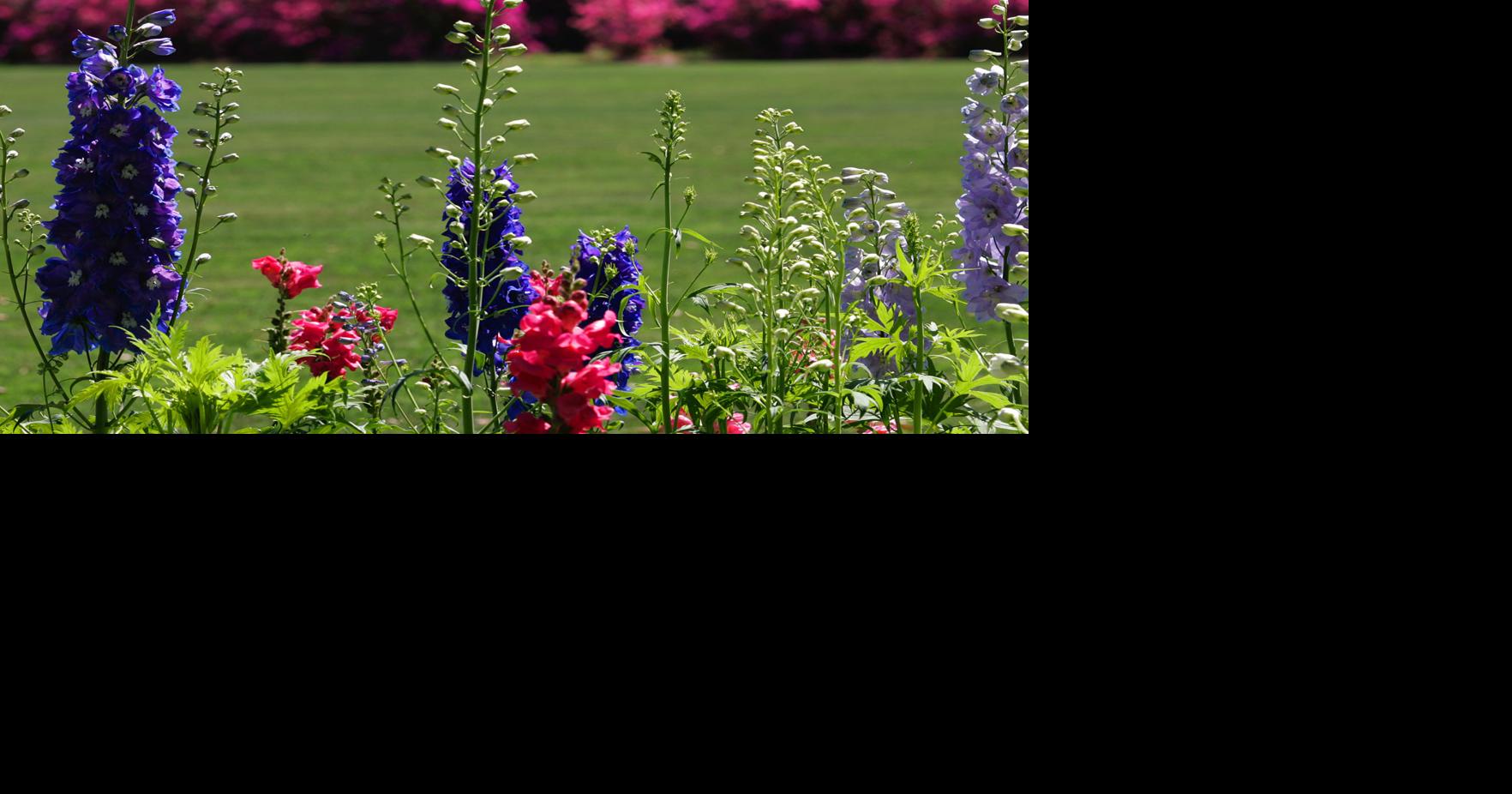Choosing a color scheme for your landscape takes thought, but Dan Gill ...