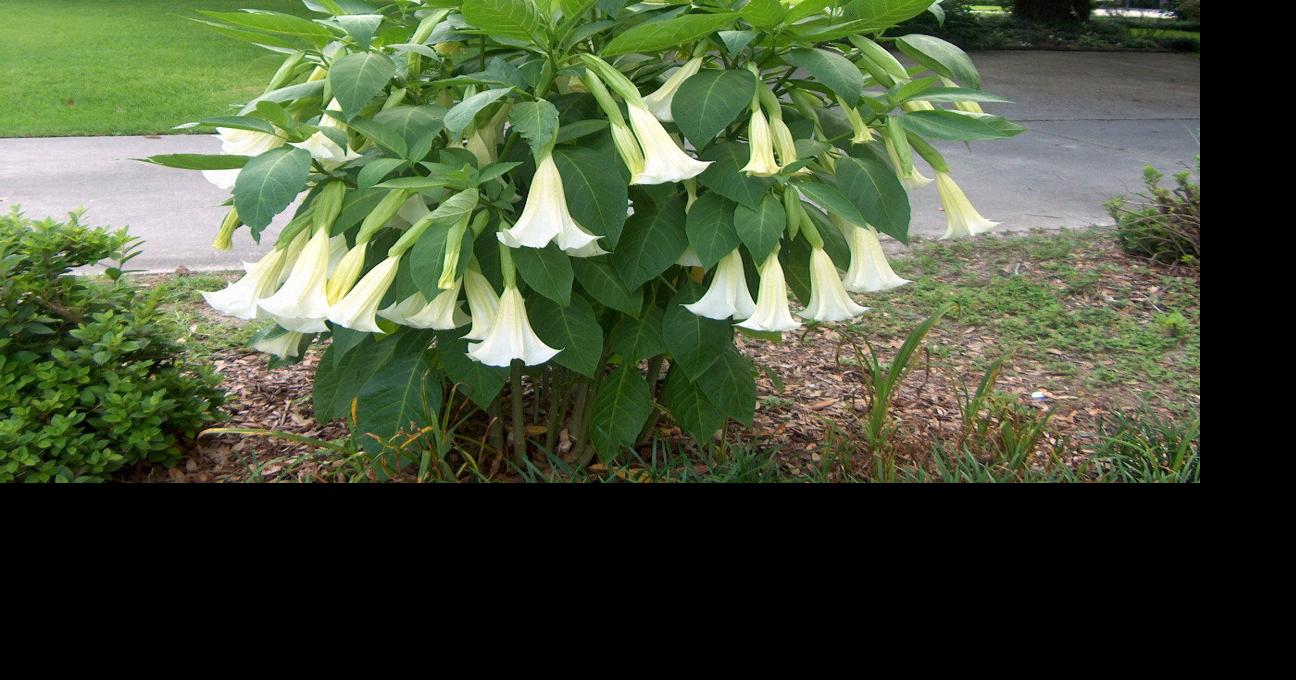 Plant these tropicals for a beautiful south Louisiana garden that can withstand winter