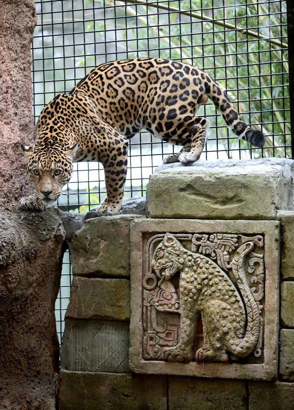 See Valerio the jaguar explore his renovated enclosure at Audubon