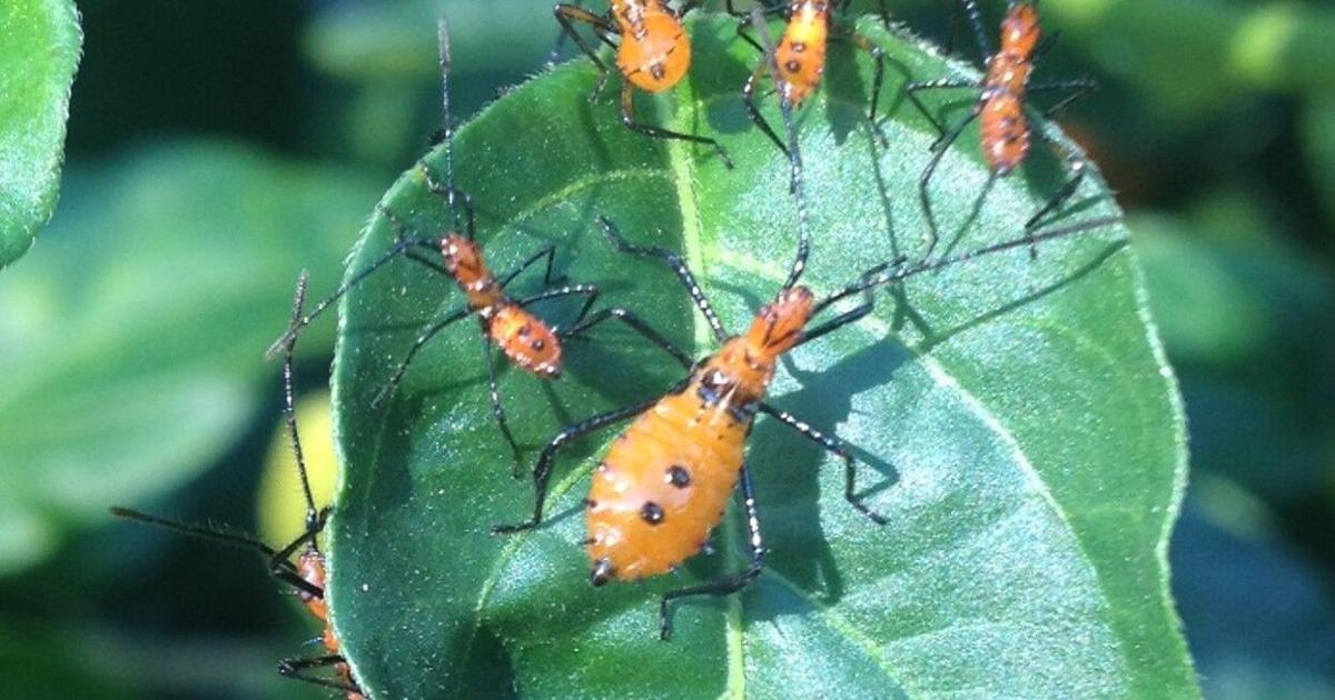 Die Ursache von Zitrusproblemen können Käfer, spät blühende Bäume sein | Unterhaltung/Leben Die Ursache von Zitrusproblemen können Käfer, spät blühende Bäume sein | Unterhaltung/Leben
