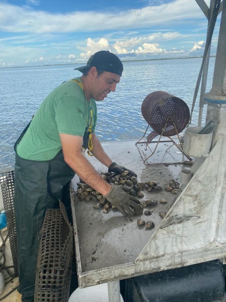 Ian McNulty A new type of Louisiana oyster is rekindling a bayou
