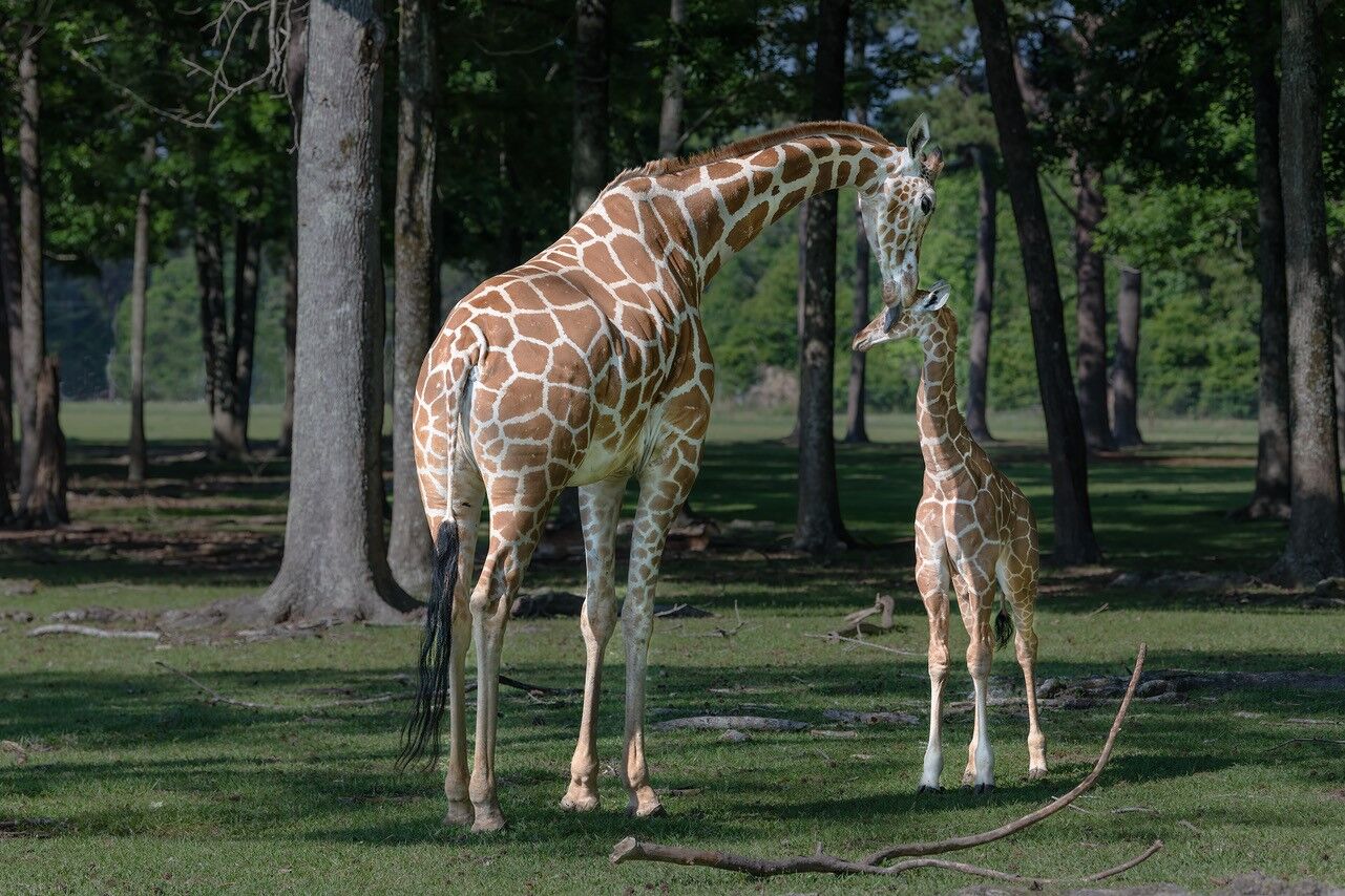 Giraffes