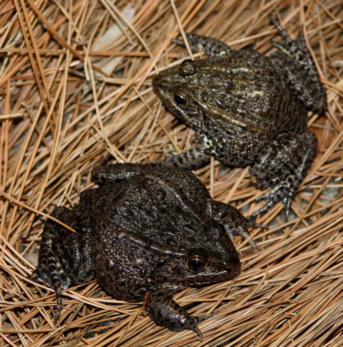 In Louisiana dusky gopher frog case, U.S. Supreme Court overturns lower
